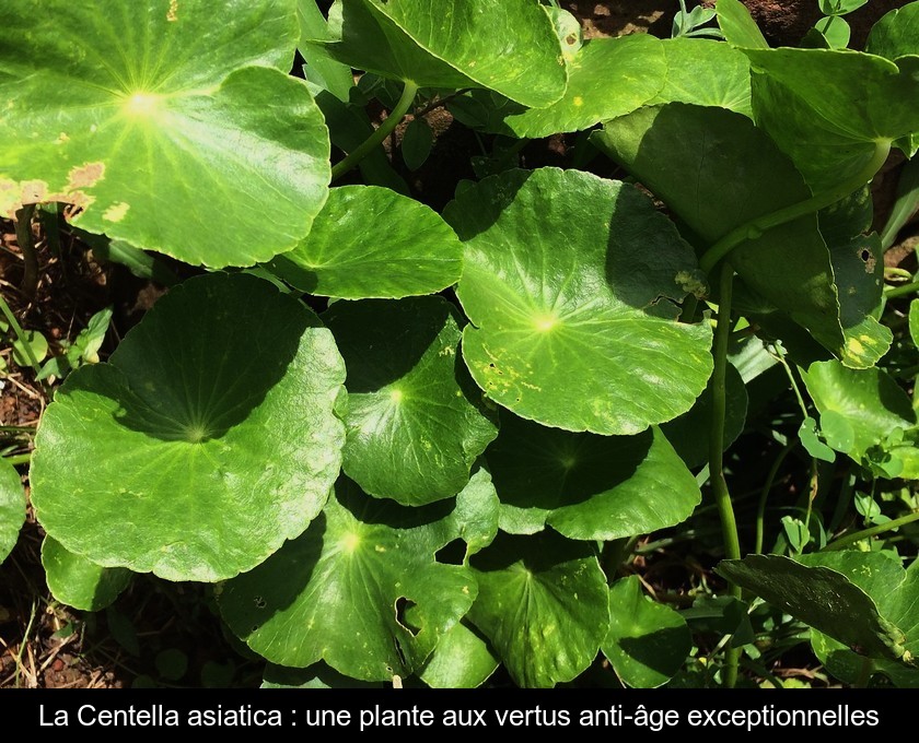 La Centella asiatica : une plante aux vertus anti-âge exceptionnelles