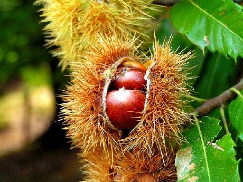 La châtaigne et ses qualités nutritionnelles La châtaigne et ses qualités nutritionnelles