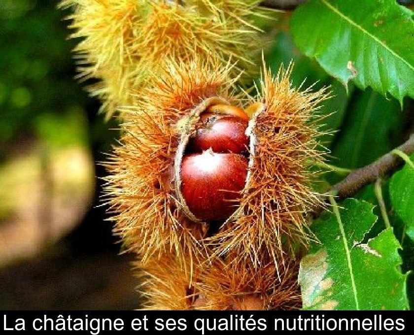 La châtaigne et ses qualités nutritionnelles La châtaigne et ses qualités nutritionnelles