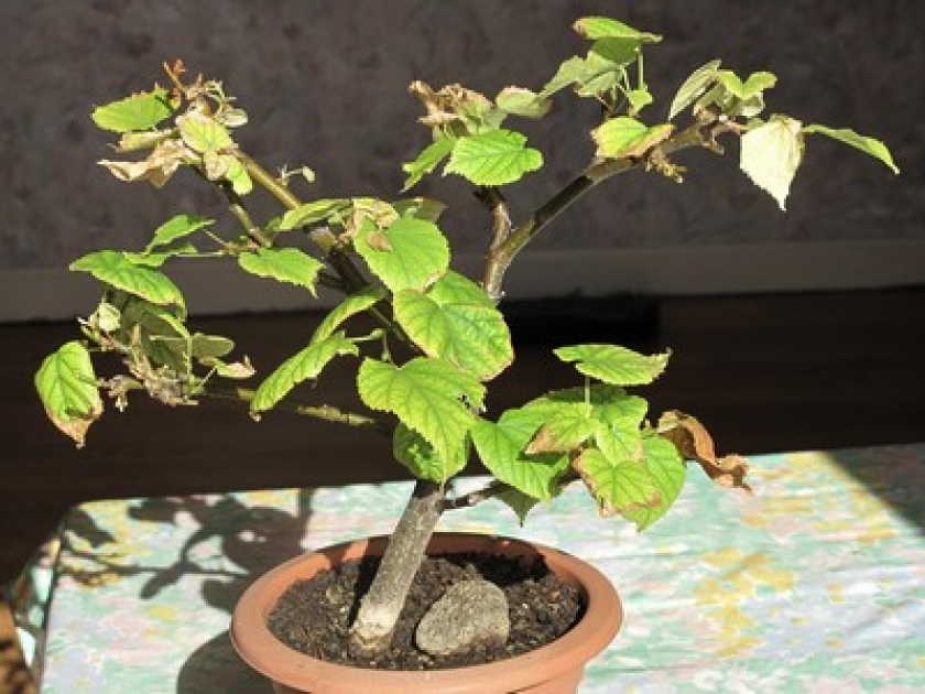 La chlorose des plantes : causes, symptômes et traitement La chlorose des plantes : causes, symptômes et traitement