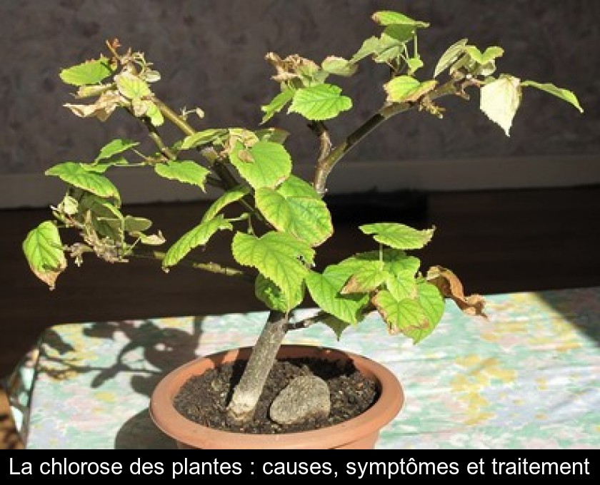 La chlorose des plantes : causes, symptômes et traitement La chlorose des plantes : causes, symptômes et traitement
