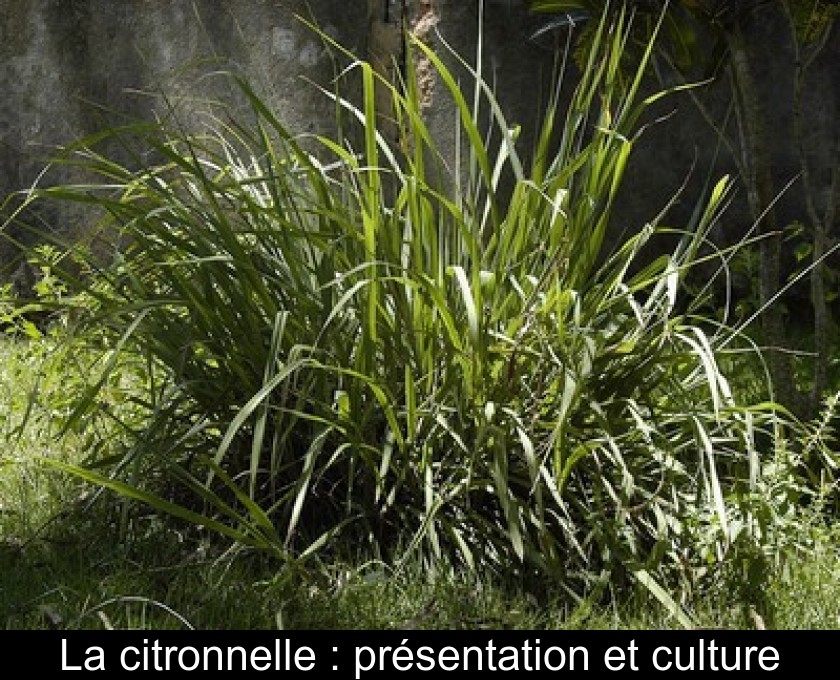 La citronnelle : présentation et culture