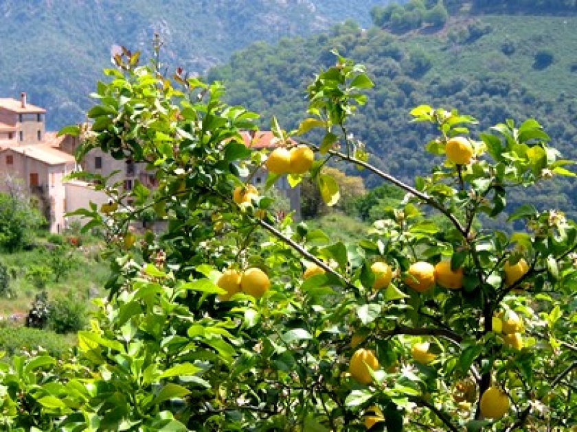 La Citronneraie : un jardin vitaminé à Menton La Citronneraie : un jardin vitaminé à Menton