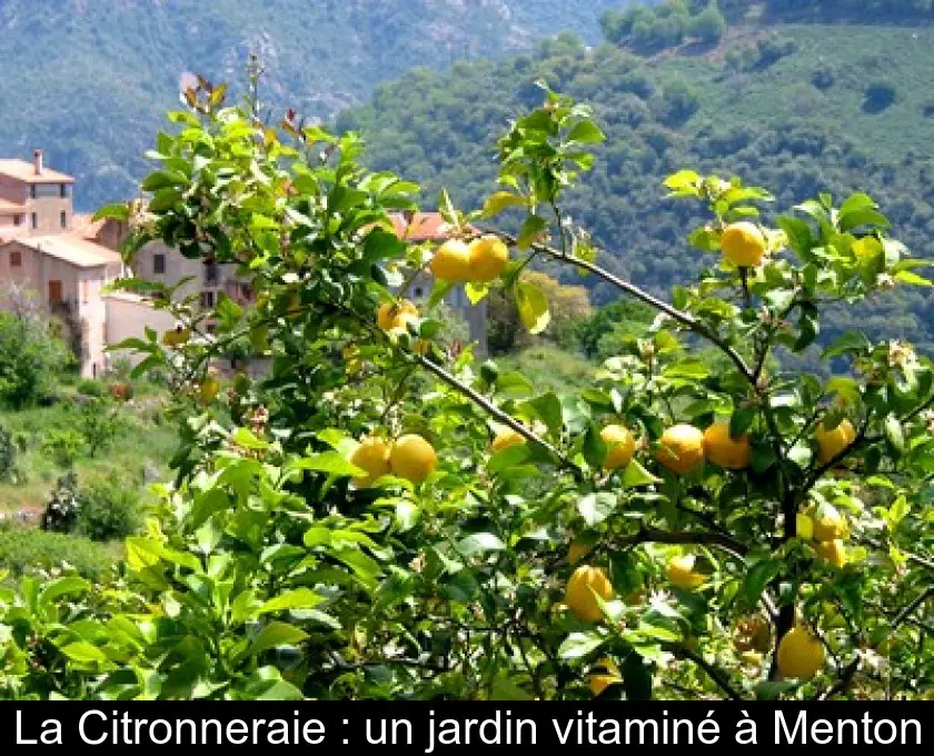 La Citronneraie : un jardin vitaminé à Menton