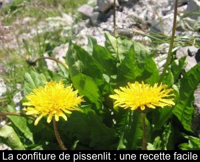 La confiture de pissenlit : une recette facile La confiture de pissenlit : une recette facile
