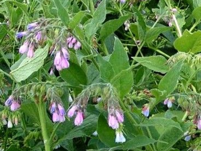 La consoude : un engrais naturel La consoude : un engrais naturel