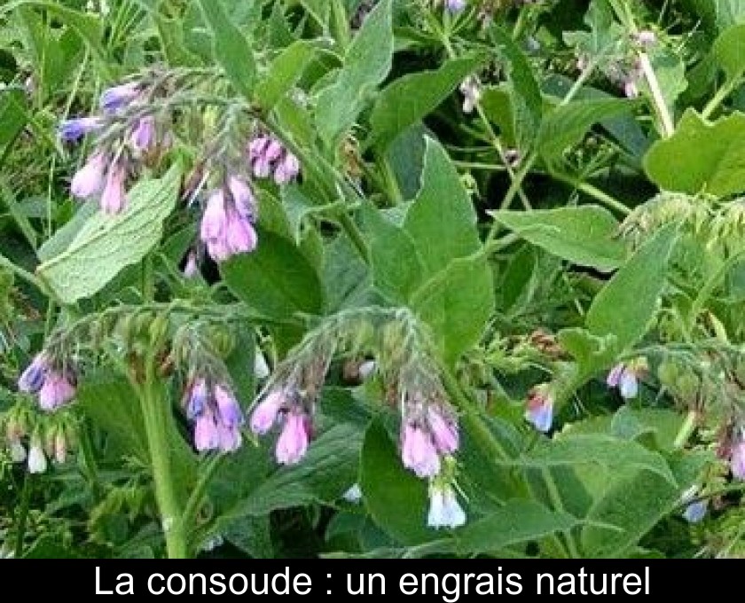 La consoude : un engrais naturel La consoude : un engrais naturel