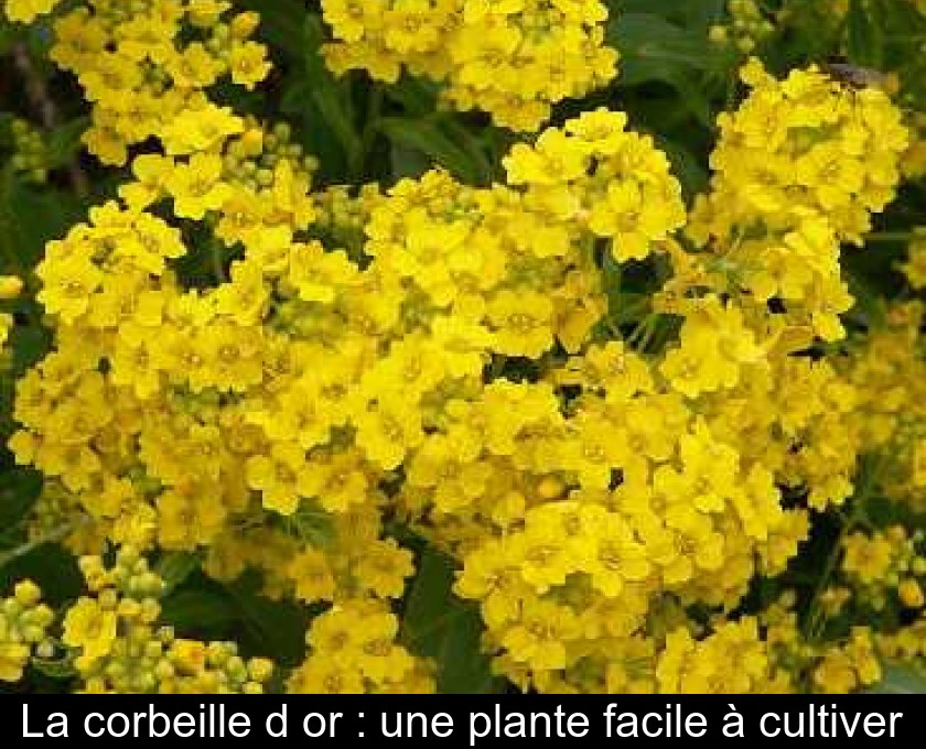 La corbeille d'or : une plante facile à cultiver La corbeille d'or : une plante facile à cultiver