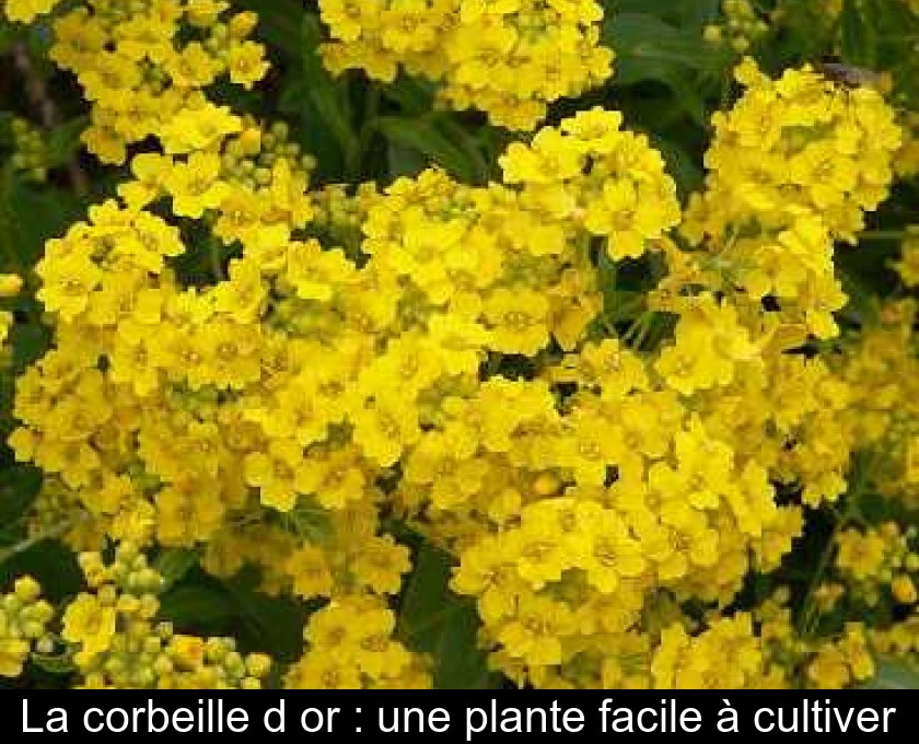 La corbeille d'or : une plante facile à cultiver