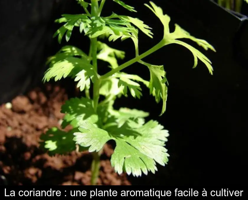 La coriandre : une plante aromatique facile à cultiver