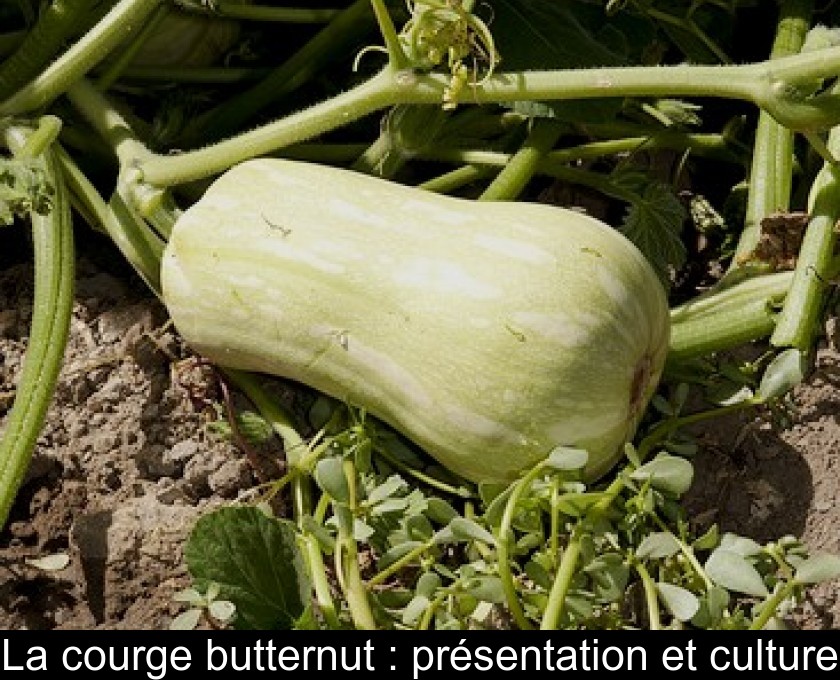 La courge butternut : présentation et culture