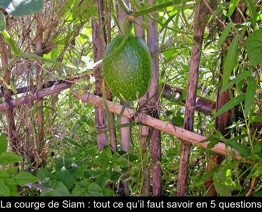 La courge de Siam : tout ce qu’il faut savoir en 5 questions