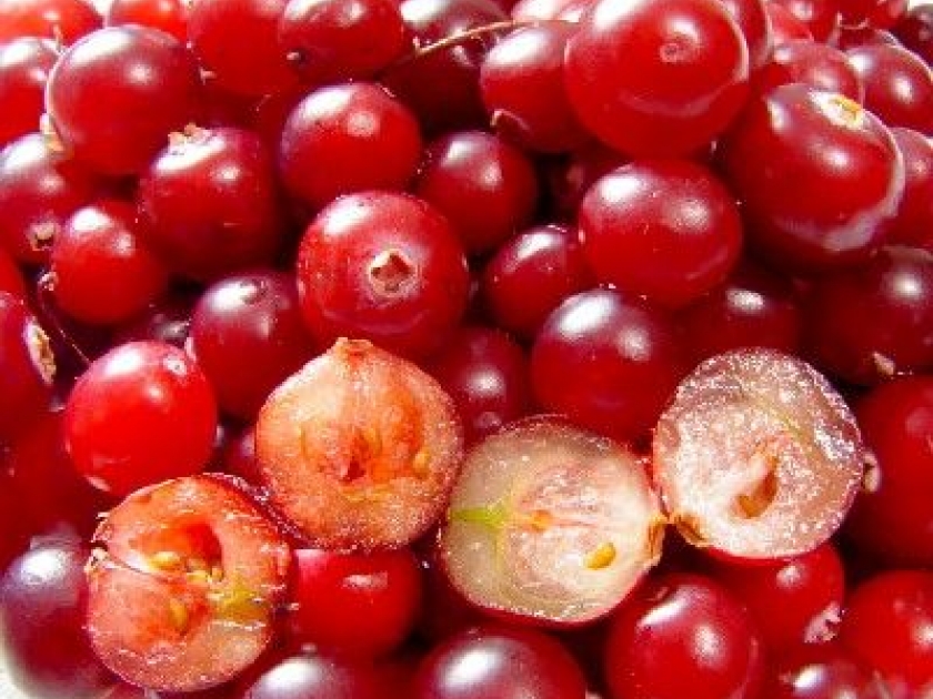 La cranberry : une baie aux nombreux bienfaits La cranberry : une baie aux nombreux bienfaits