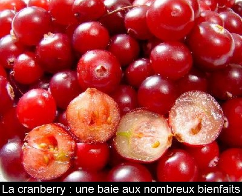 La cranberry : une baie aux nombreux bienfaits La cranberry : une baie aux nombreux bienfaits