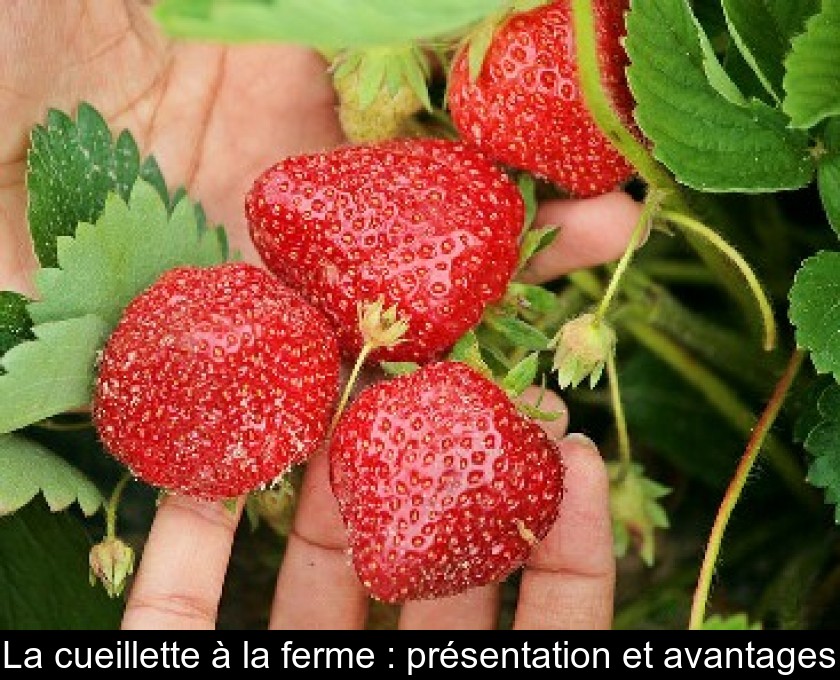 La cueillette à la ferme : présentation et avantages La cueillette à la ferme : présentation et avantages