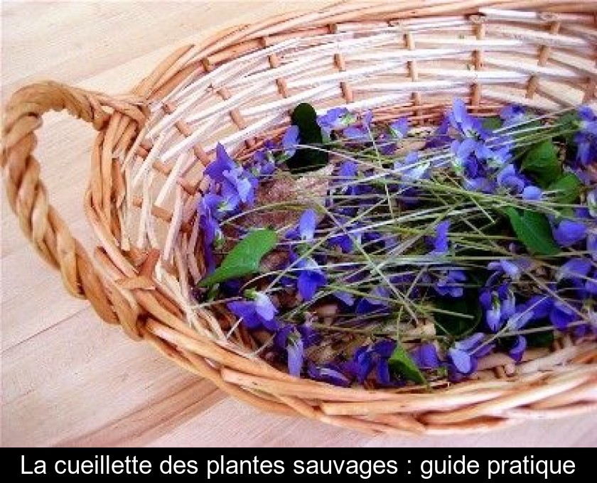 La cueillette des plantes sauvages : guide pratique La cueillette des plantes sauvages : guide pratique