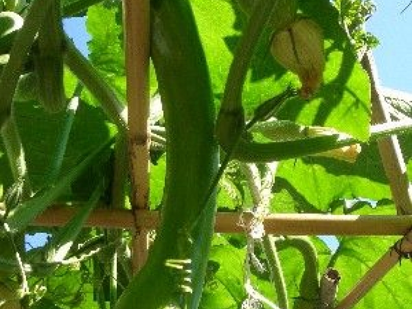 La culture des courgettes : mode d'emploi La culture des courgettes : mode d'emploi