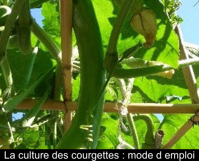 Réussir la culture de la courgette