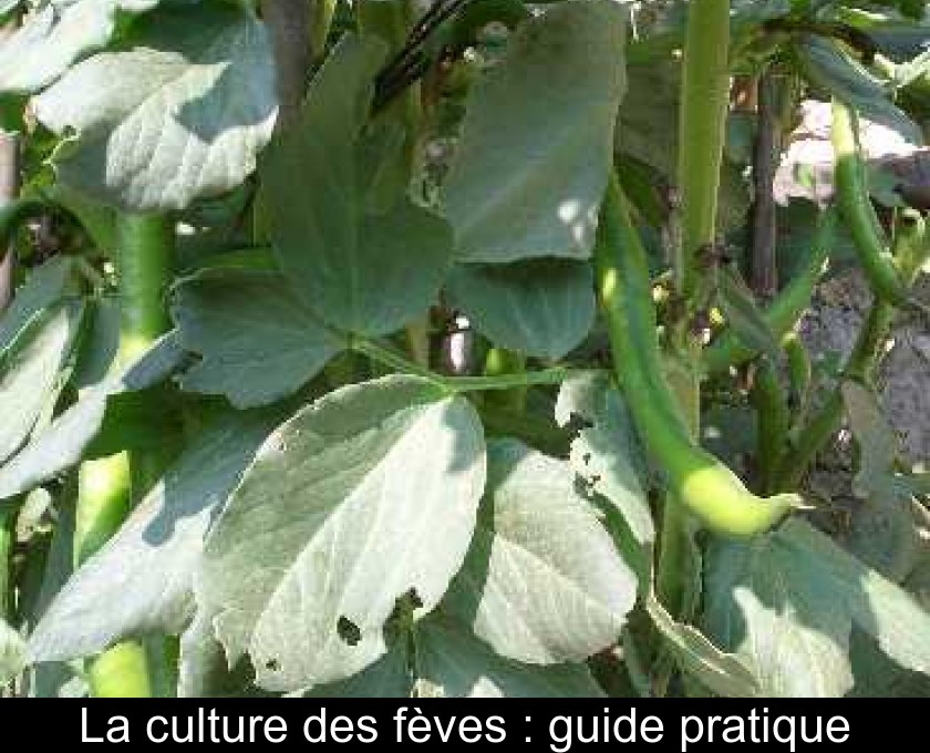 La culture des fèves : guide pratique La culture des fèves : guide pratique