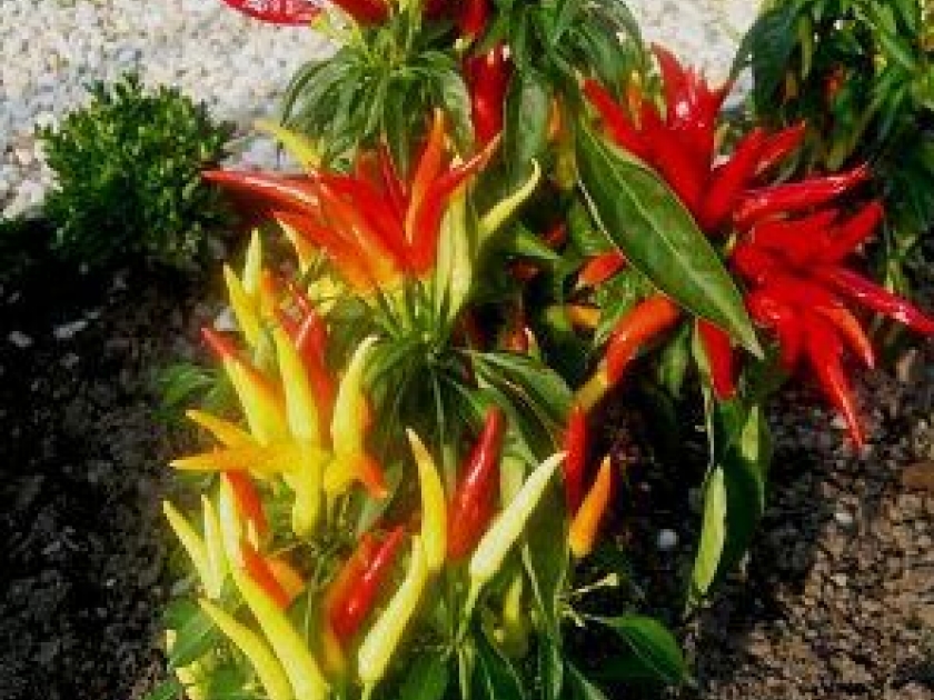 La culture du piment : conseils pratiques La culture du piment : conseils pratiques
