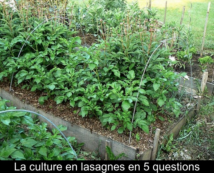 La culture en lasagnes en 5 questions La culture en lasagnes en 5 questions