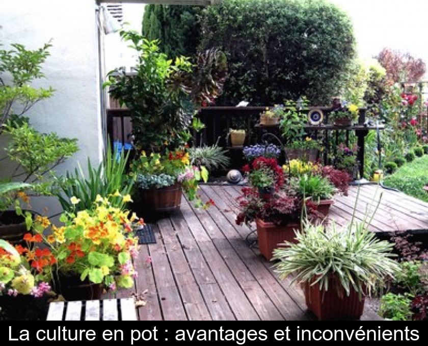 La culture en pot : avantages et inconvénients La culture en pot : avantages et inconvénients