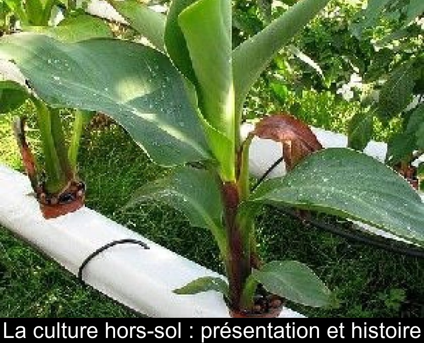 La culture hors-sol : présentation et histoire La culture hors-sol : présentation et histoire