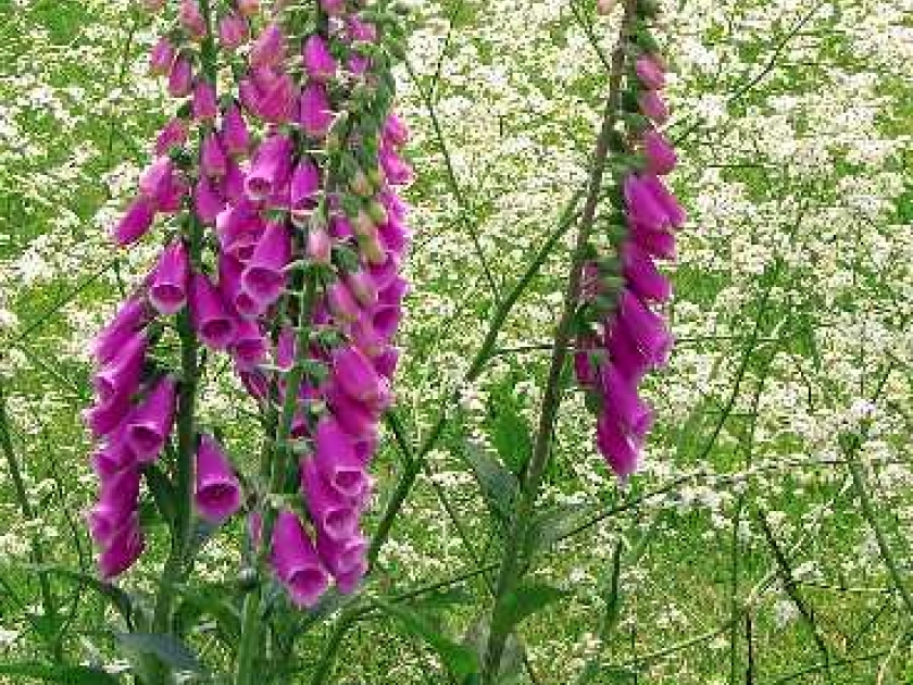 La digitale pourpre : une fleur spectaculaire et dangereuse La digitale pourpre : une fleur spectaculaire et dangereuse
