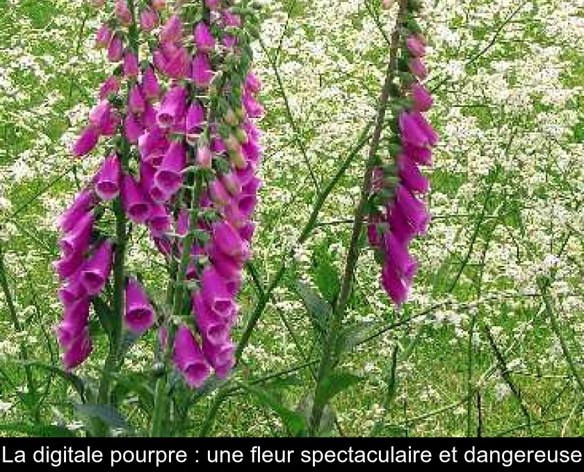 La digitale pourpre : une fleur spectaculaire et dangereuse