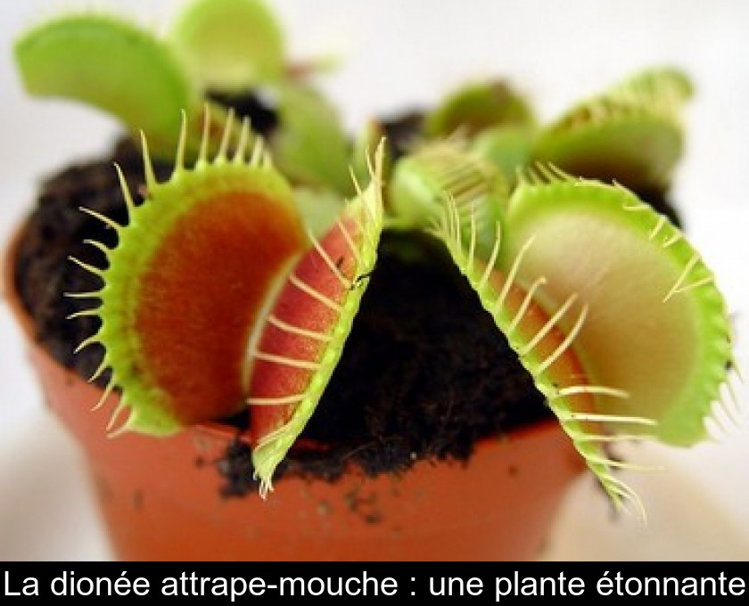 Plante Carnivore  Guide d'entretien sur les Plantes Carnivores