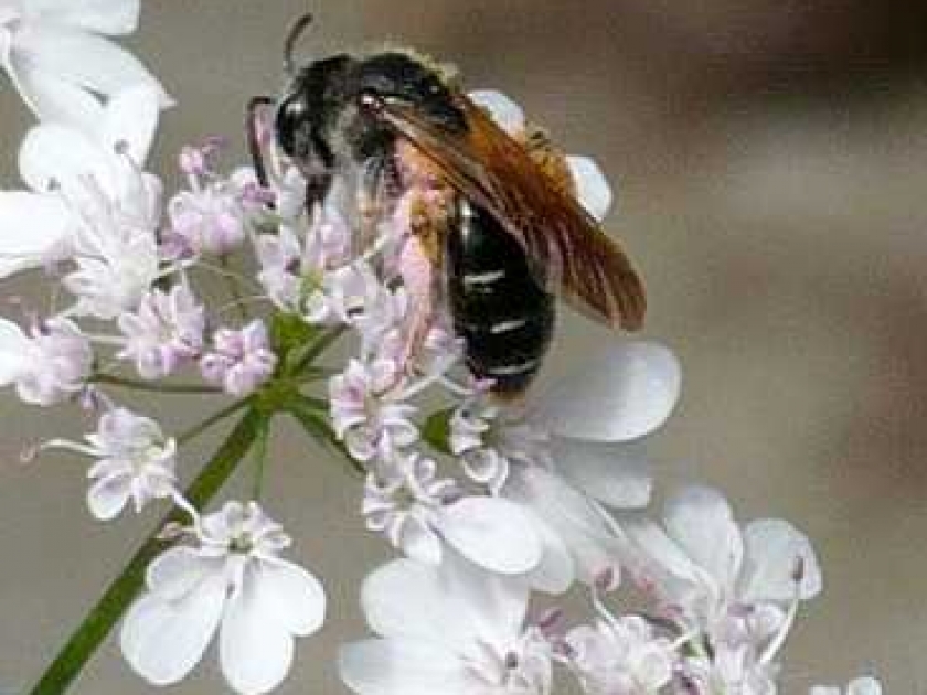 La disparition des abeilles : pourquoi il faut s'inquiéter La disparition des abeilles : pourquoi il faut s'inquiéter