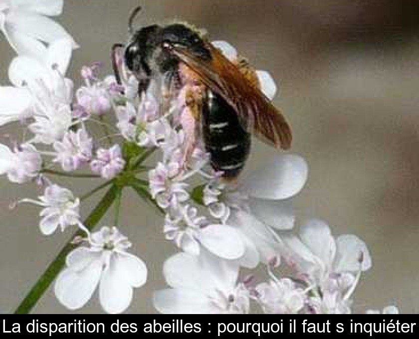 La disparition des abeilles : pourquoi il faut s'inquiéter La disparition des abeilles : pourquoi il faut s'inquiéter