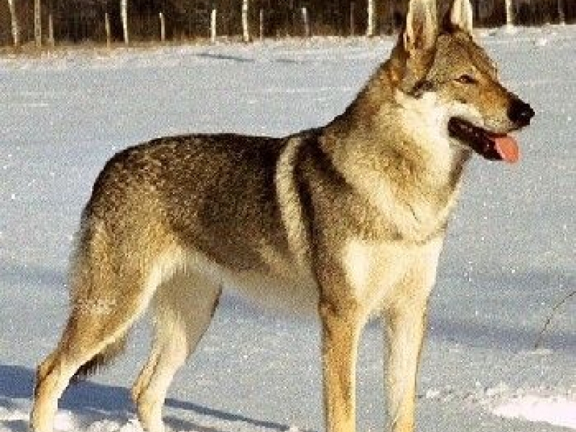 La domestication du chien : une alliance ancienne avec l'homme La domestication du chien : une alliance ancienne avec l'homme