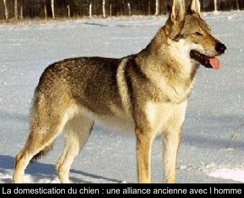 La domestication du chien : une alliance ancienne avec l'homme La domestication du chien : une alliance ancienne avec l'homme