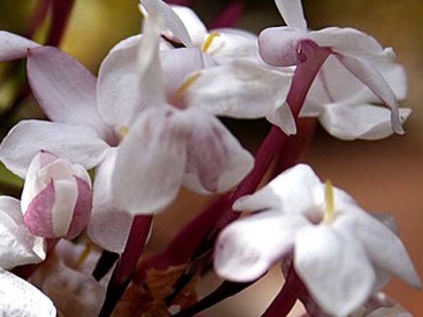 La Fête du jasmin : une fête populaire à Grasse La Fête du jasmin : une fête populaire à Grasse