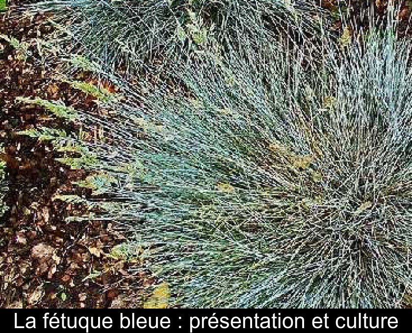 La fétuque bleue : présentation et culture