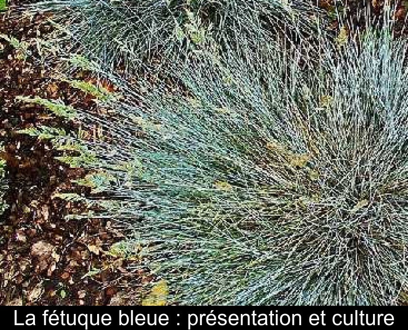 La fétuque bleue : présentation et culture La fétuque bleue : présentation et culture