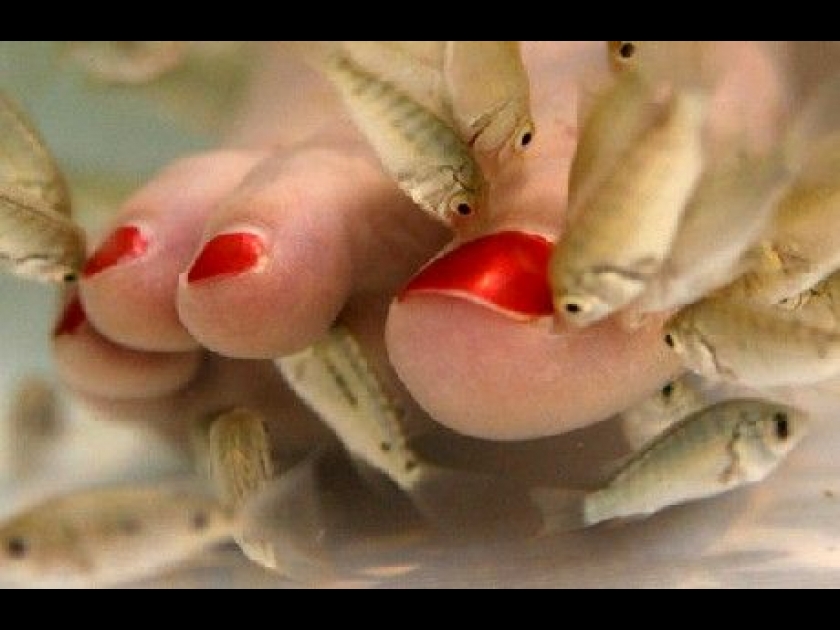 soin des pieds poisson soin des pieds poisson