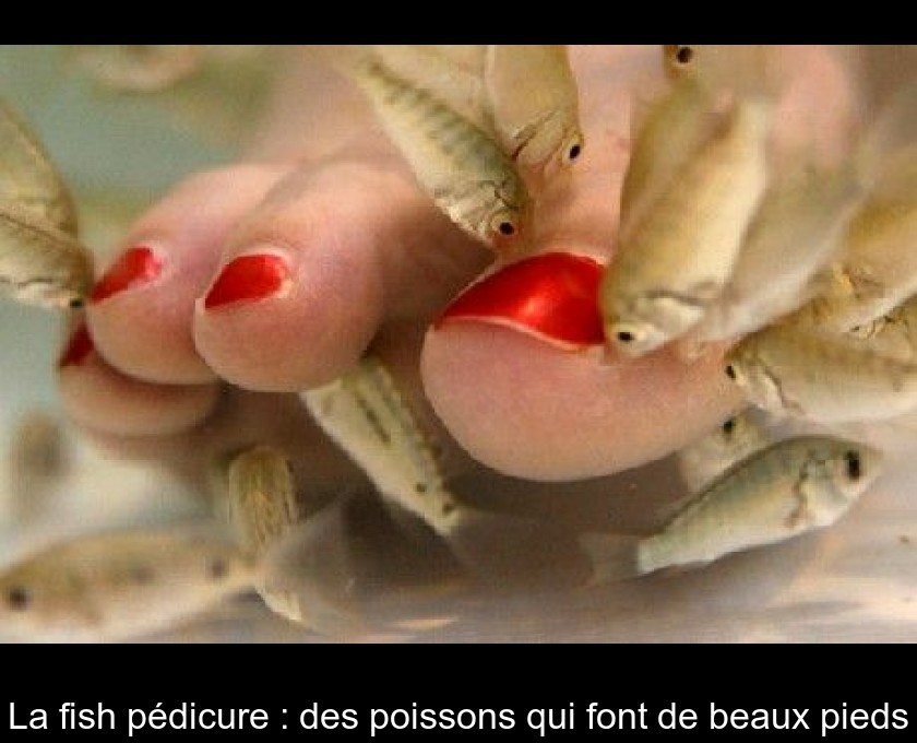 La fish pédicure : des poissons qui font de beaux pieds La fish pédicure : des poissons qui font de beaux pieds