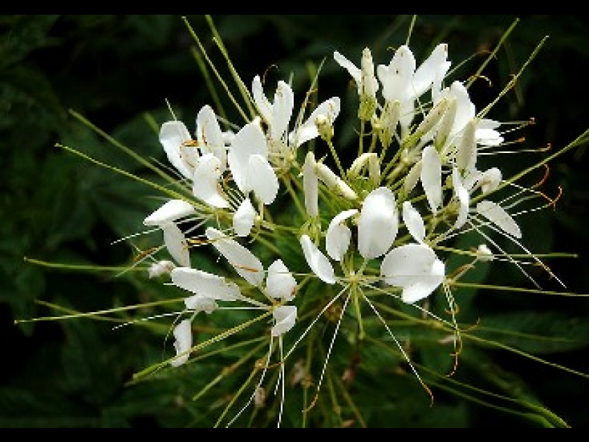 La fleur araignée ou Cleome spinosa : présentation et culture La fleur araignée ou Cleome spinosa : présentation et culture