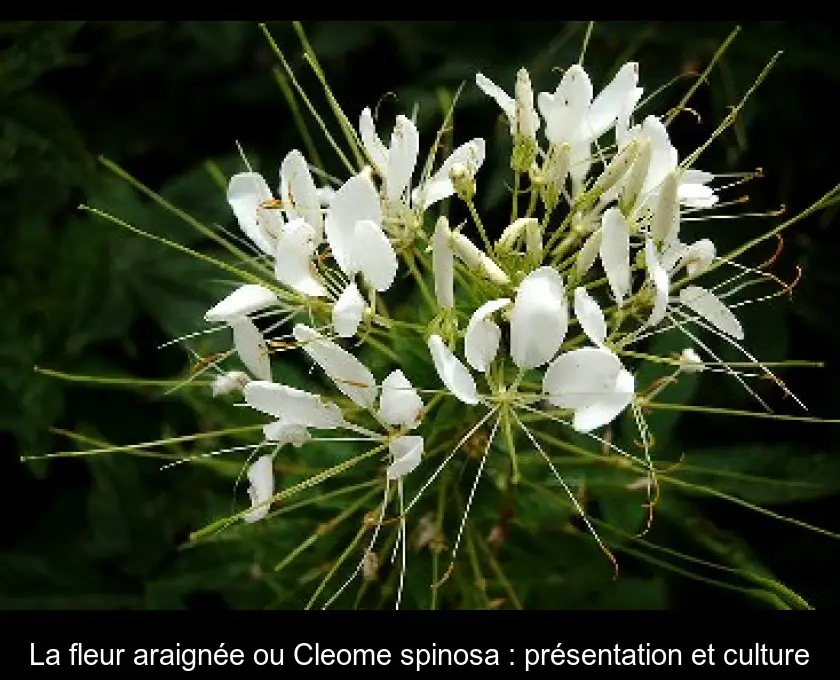 La fleur araignée ou Cleome spinosa : présentation et culture