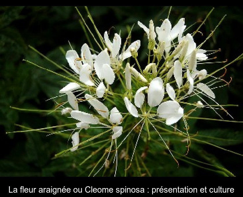La fleur araignée ou Cleome spinosa : présentation et culture La fleur araignée ou Cleome spinosa : présentation et culture
