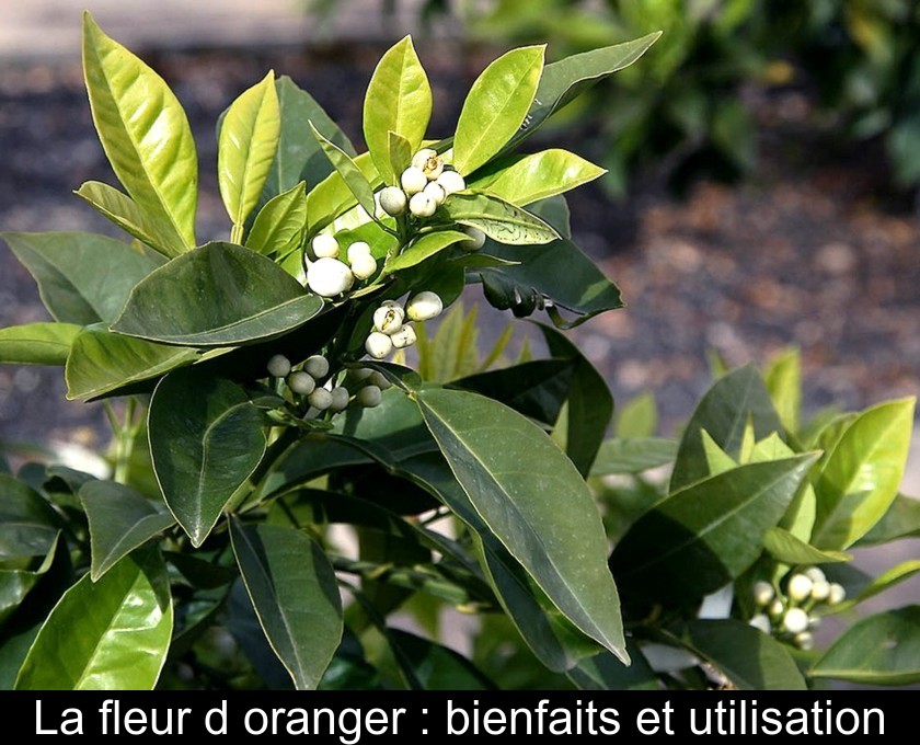 La fleur d'oranger : bienfaits et utilisation