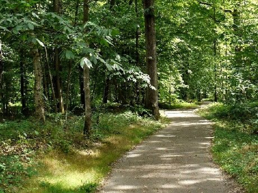 La forêt de Rambouillet : le paradis des randonneurs La forêt de Rambouillet : le paradis des randonneurs