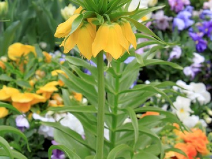 La fritillaire impériale : une fleur à bulbe spectaculaire La fritillaire impériale : une fleur à bulbe spectaculaire