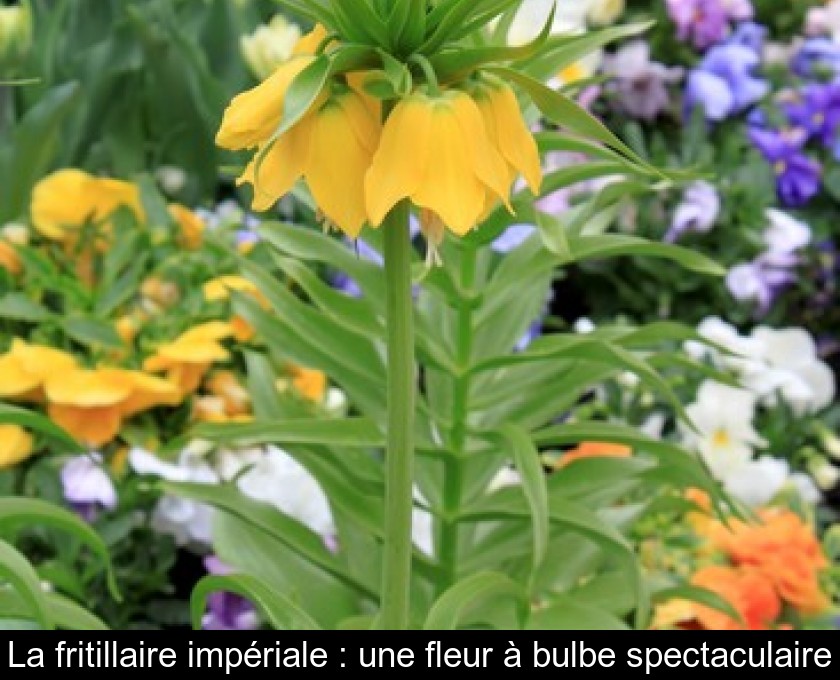 La fritillaire impériale : une fleur à bulbe spectaculaire