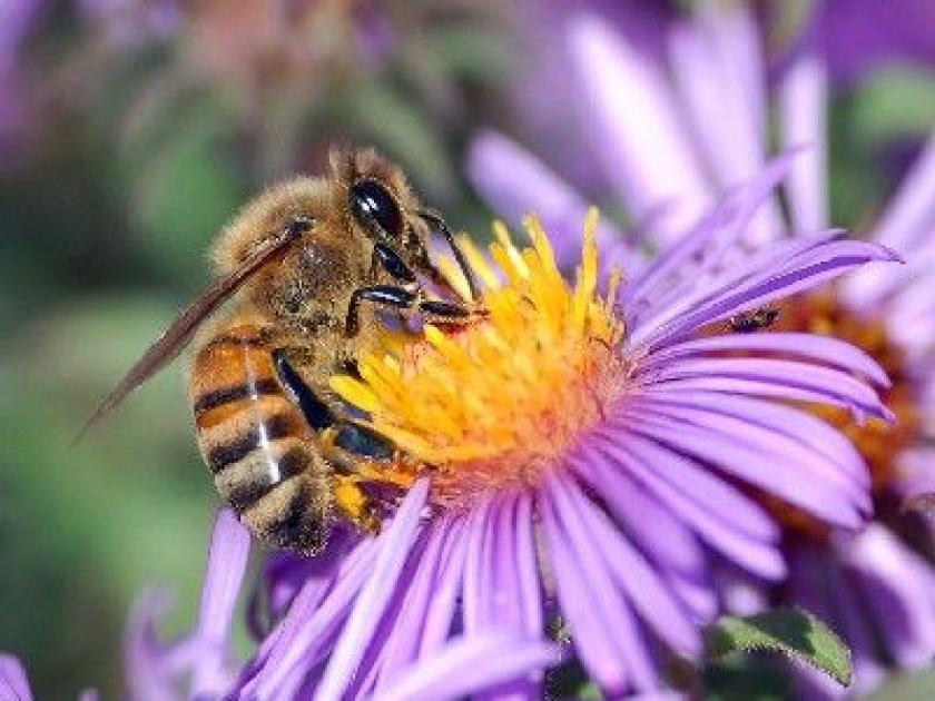 La gelée royale : un concentré de vitalité La gelée royale : un concentré de vitalité