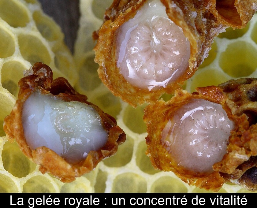 La gelée royale : un concentré de vitalité La gelée royale : un concentré de vitalité