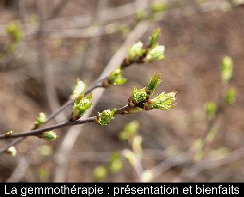 La gemmothérapie : présentation et bienfaits