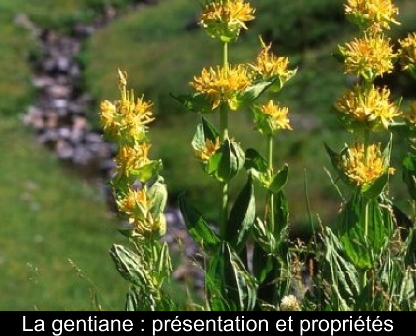 La gentiane : présentation et propriétés La gentiane : présentation et propriétés